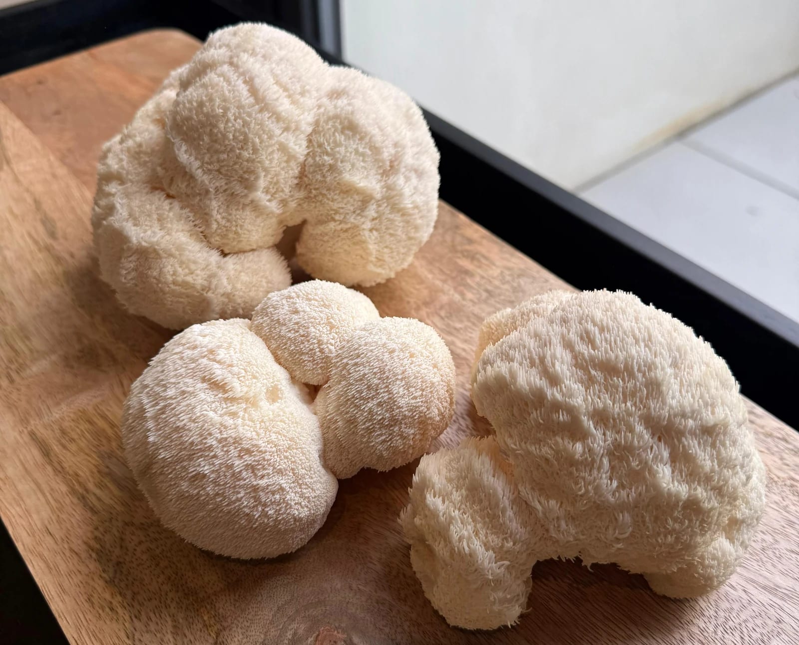 Three freshly harvested Lion's Mane mushrooms on a wooden board, their soft white spines catching the light.